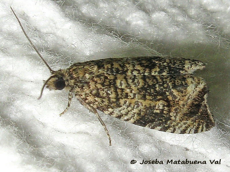 Tortricidae:  Celypha lacunana